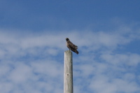 A red tailed hawk on a pole on West Beach Rd. waiting for passing traffic to kill some rodents.