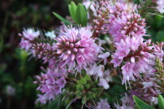 Late-season blooms in Golden Gate Park