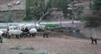 Sheep and lambs near Aromas.