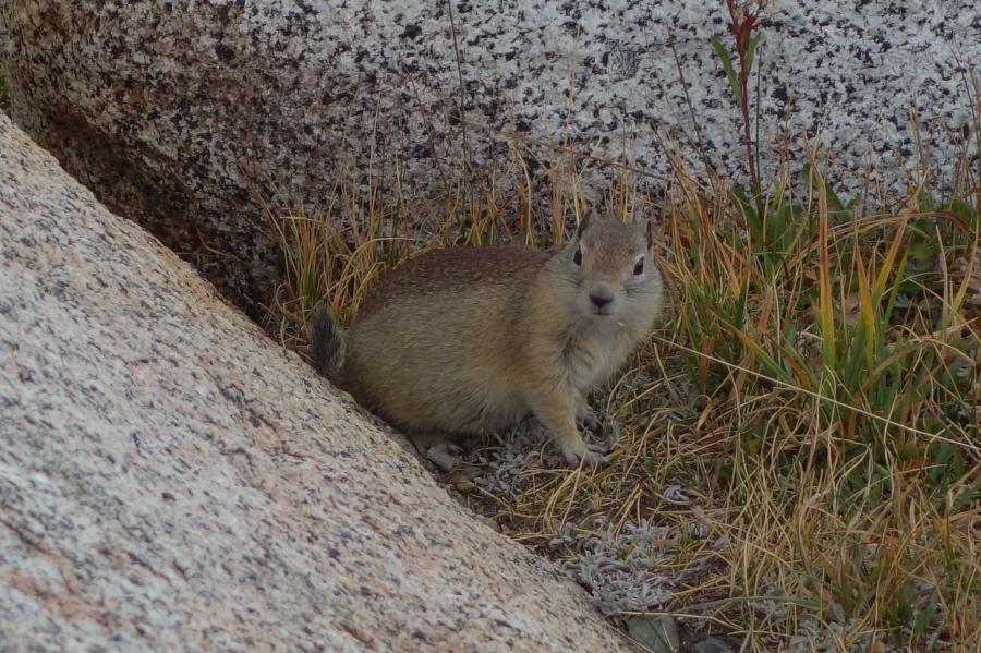 This little ground squirrel looks well-fed.