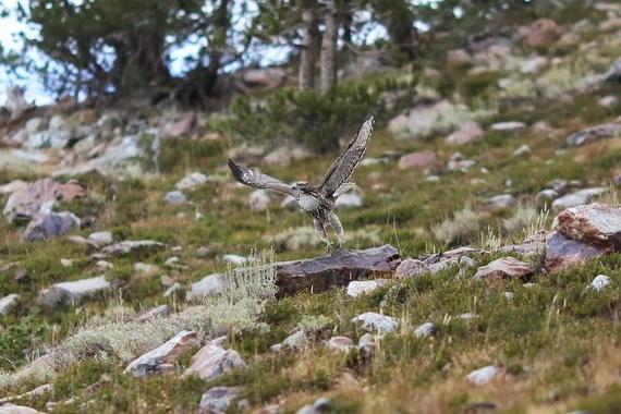 Hawk takes to flight.