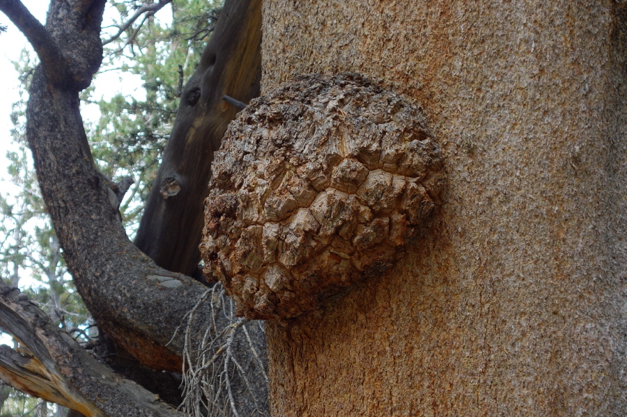 Lodgepole burl