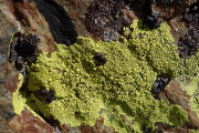 Green lichen grows on the rock.
