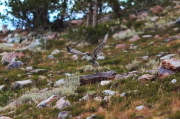 Hawk takes to flight.