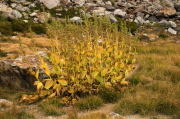 Dried corn lilies