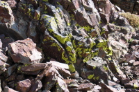 Fluorescent green lichens on the rock on Gaylor Peak