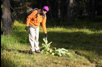 Zach examines an example of False Solomon's Seal.