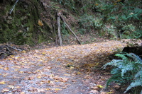 Gazos Creek Rd., under falling big leaf maple leaves (600ft)