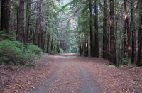 Old Haul Rd. through the redwoods (450ft)