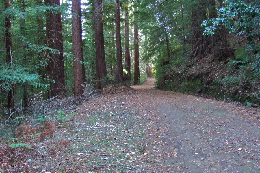 Winding westward through the trees.