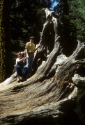 Jim and Bill on a fallen giant sequoia