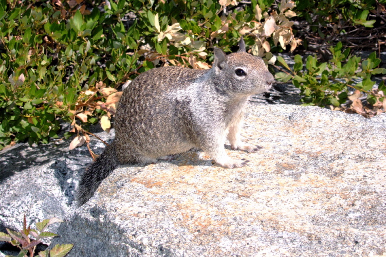 A fat squirrel awaits a handout.