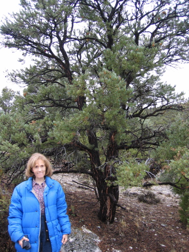 Kay in front of the pinion pine.