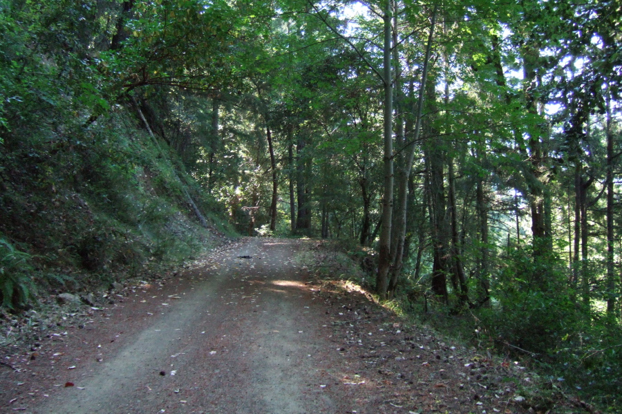 Typical section of Grizzly Flat Trail