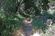 Typical section of singletrack on the Canyon Trail