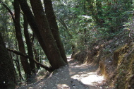 Canyon Trail singletrack above Stevens Creek