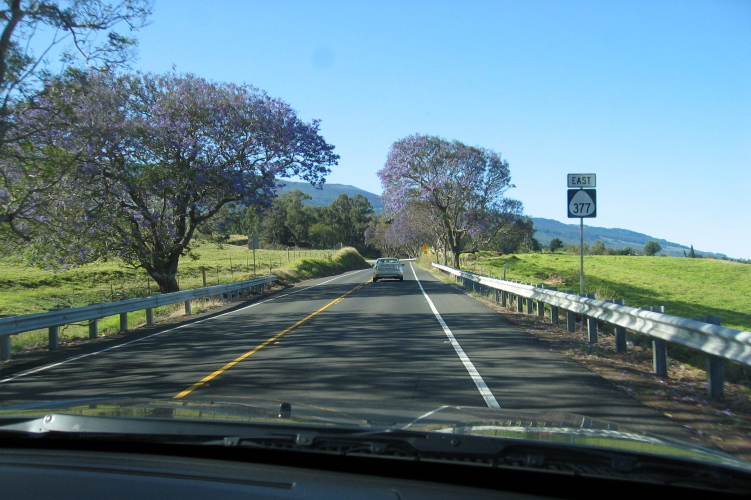 Climbing the Haleakala Highway under the jacaranda trees.