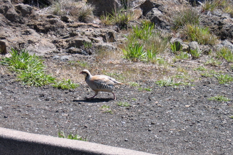 A chukar at Kalahaku Overlook parking lot.