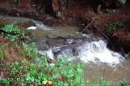 Tunitas Creek flows.