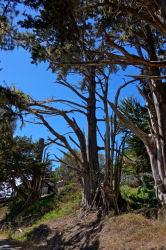 Monterey pines in Lobitos