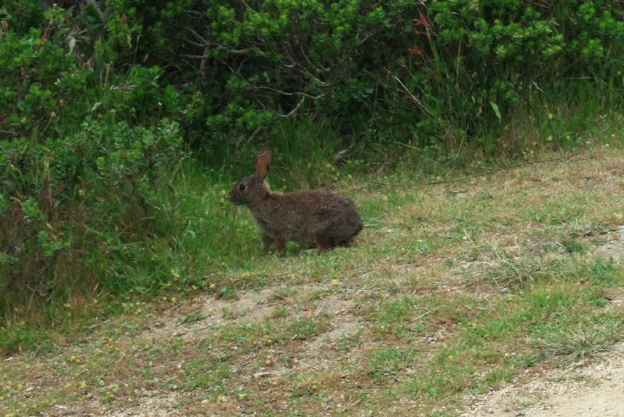 Jackrabbit snacking near the road.