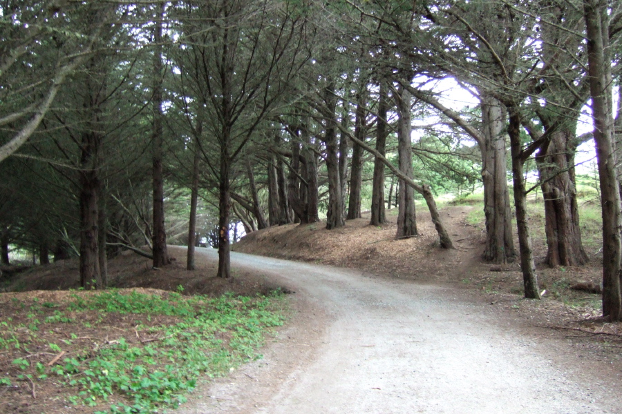 Riding through the Monterey pines at McNee Ranch