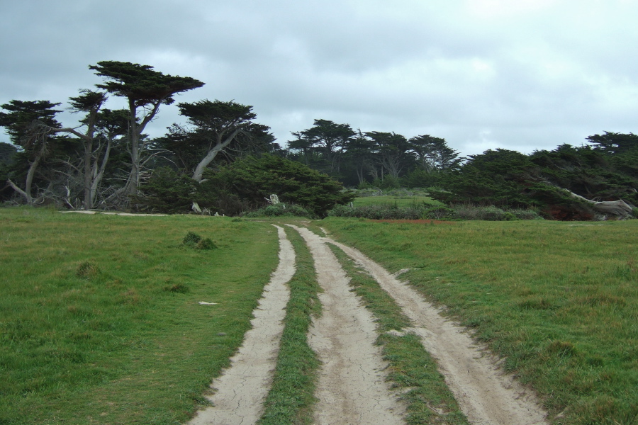 Characteristic Monterey Pines