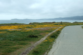 Buttercups in full bloom