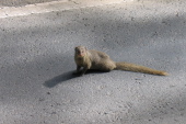 A mongoose poses for the camera.