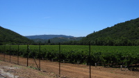 Dorcich Vineyards along Watsonville Rd. (350ft)