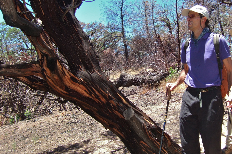 Bill P. examines a fire-blackened manzanita.