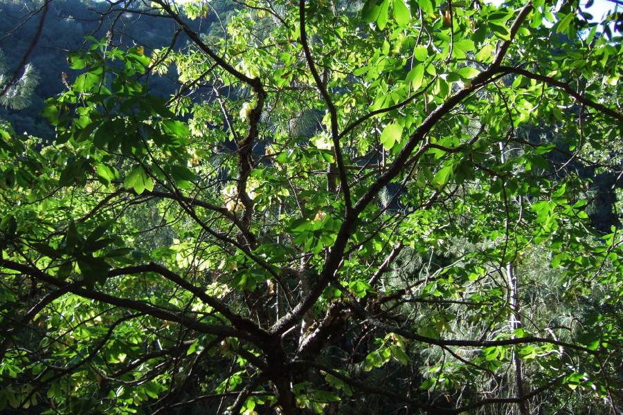 Light filters through a buckeye tree's leaves.