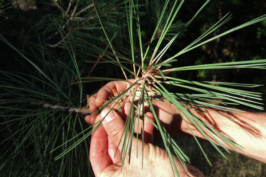 Needles of a gray pine