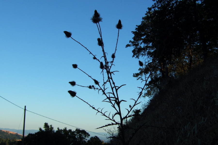 A red thistle candelabra near the road