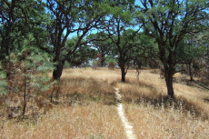 Middle Ridge Trail runs along a broad, grassy ridge studded with live oaks.