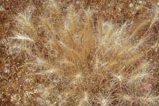 A patch of dried wheat grass