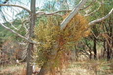 Mistletoe hitches itself to a young pine tree.