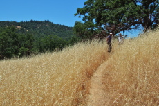 The Middle Ridge Trail descends through tall grass and among valley oaks.