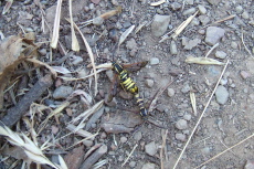 Two wasps have fun on the trail.