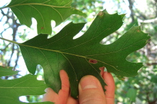 California Black Oak leaf