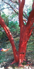Big-Berry Manzanita Tree