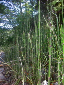 Horsetail grass along the river bank.