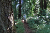 David passing through the Cathedral Redwoods.