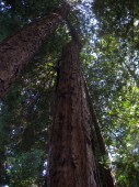 Tree with one-sided base leans against its neighbor for support.