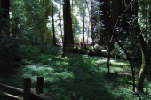 Old Growth Forest at Henry Cowell Redwoods