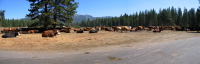 Evergreen Rd., Cattle at Ackerson Meadow (4616ft)