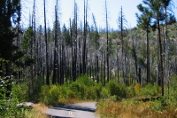 Burned trees on Mather Rd. (4800ft)
