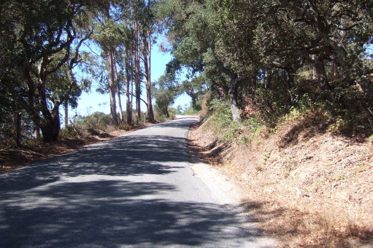 On the lower slopes of Mt. Madonna Rd. (west).