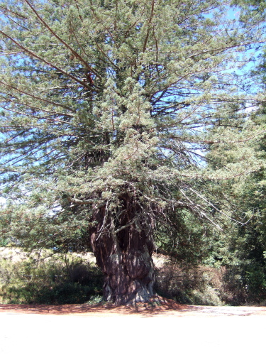 The Magnificent redwood at the intersection of Mt. Madonna Rd. (east) and Summit Rd.