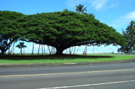 Beautiful tree along Mamalahoa Drive